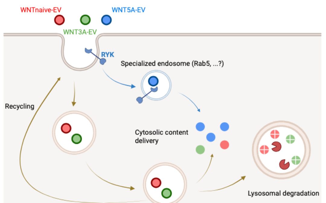 Genetic screening identifies WNT5A/RYK as a determinant of extracellular vesicle fate