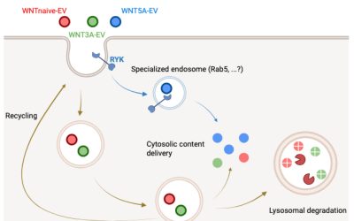 Genetic screening identifies WNT5A/RYK as a determinant of extracellular vesicle fate